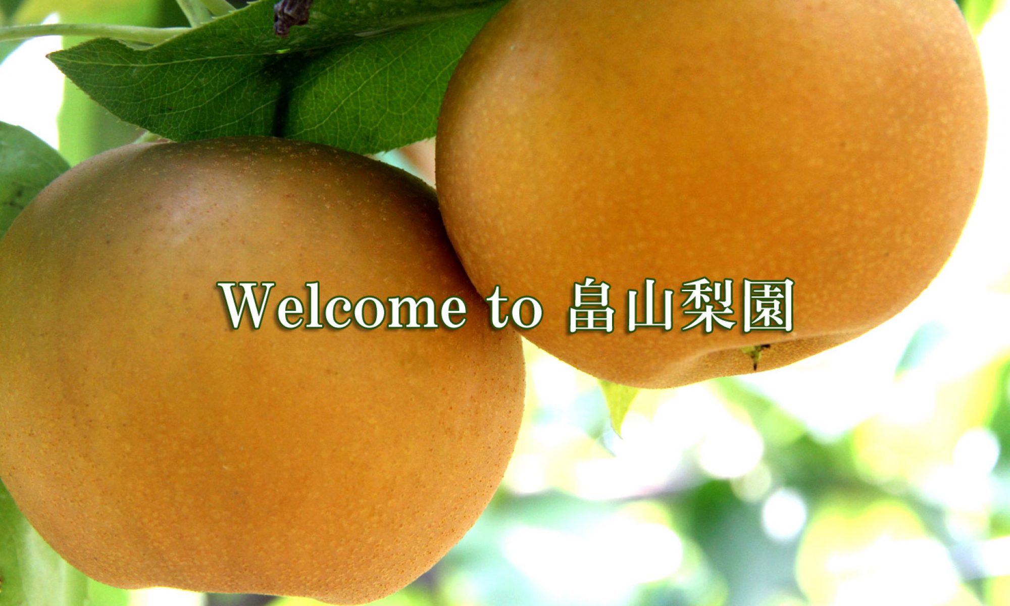 畠山梨園